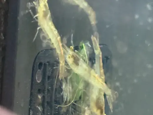小米桌面鱼缸进水口过滤器-孔洞栅格板改良版本