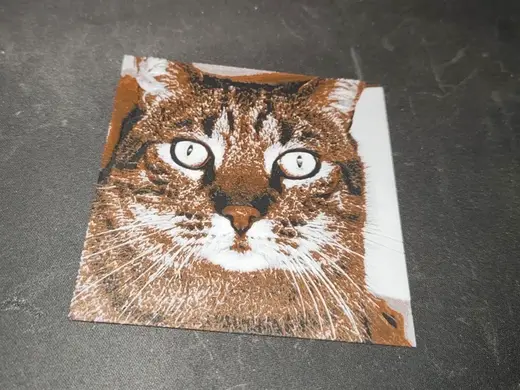 Litte Photo of a Cat