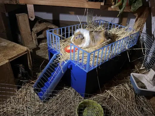 Big Guinea Pig House with ladder and roofgarden