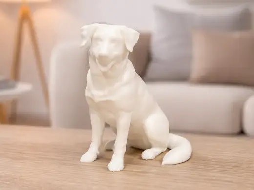 Appenzeller Sennenhund - Dog