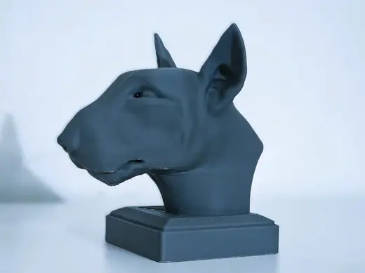 Bull terrier head