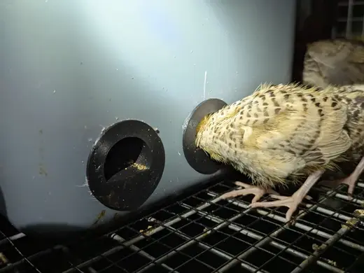 Small quail, chick or bird Feeder - No waste