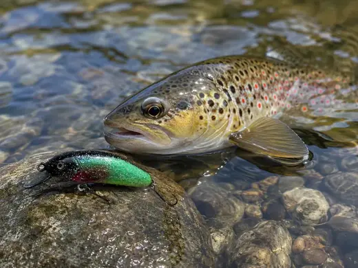 Forellen-Wobbler, Lury, Stickbait, Bait, Jerkbait