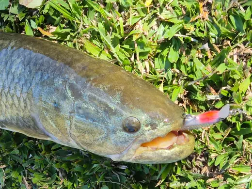 Suspending Jerkbait Minnow XR 80mm