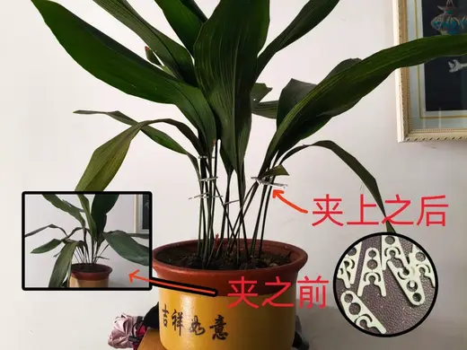 花夹 花托 整理夹 种植夹