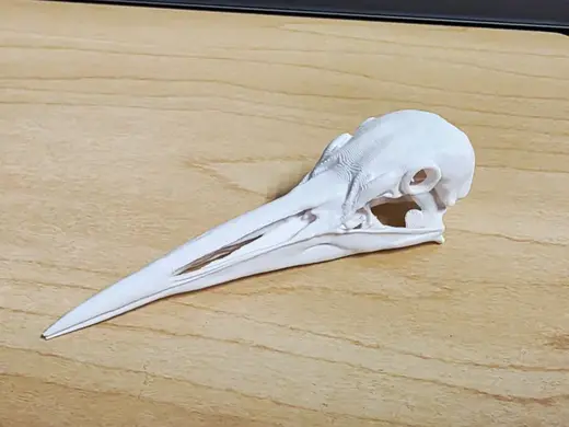 Sandhill Crane Skull
