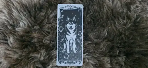 Siberian Husky Wildflower Night Bookmark