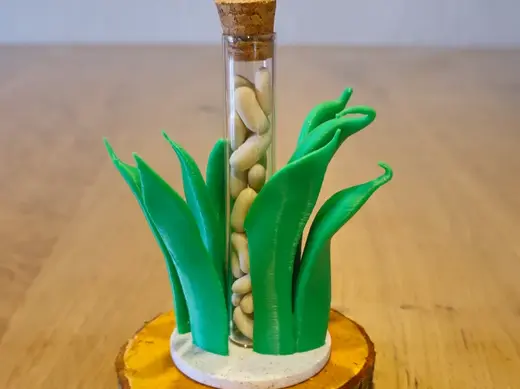 Buschbohne im Reagenzglas