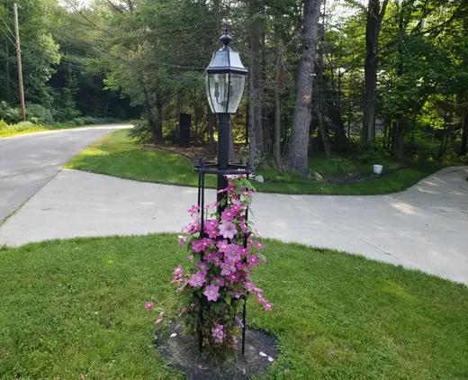 Climbing Plant Trellis for Light Pole
