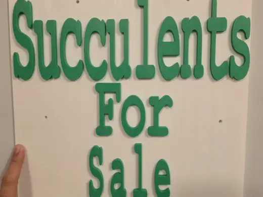 Succulents For Sale