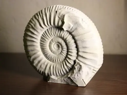 Ammonit versteinertes Fossil