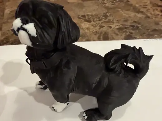 Shih Tzu - Pepper