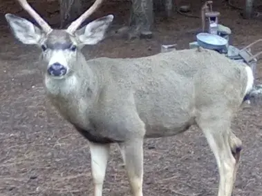 WASHINGTON STATE MULE DEER (WORT EYE)
