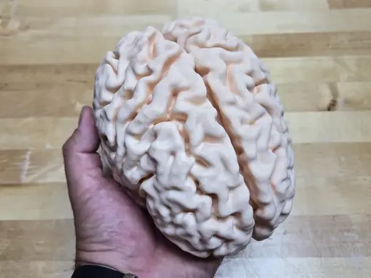 Full Scale Human Brain from MRI (My own brain)