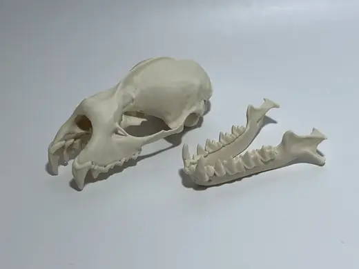 Greater Horseshoe Bat Cranium and Mandible 5X