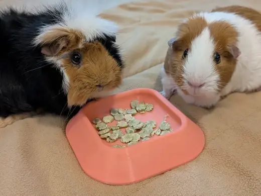 Small Pet Bowl (Fusion Parametric File Included)