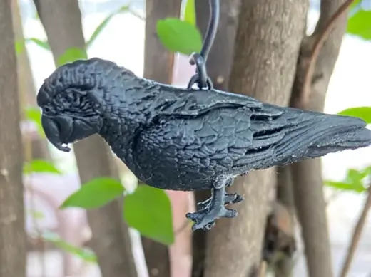 Parrot Bird