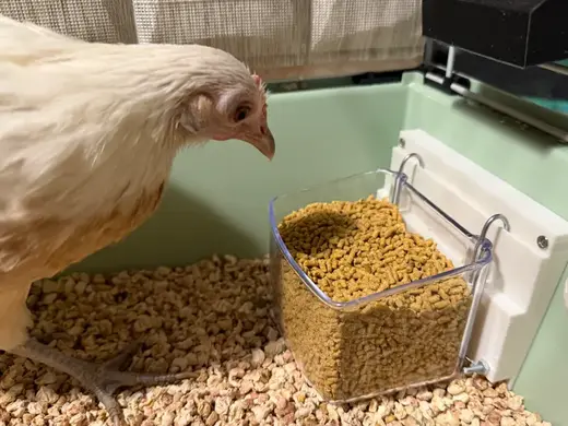 Feeder Bird & Bunny Stand