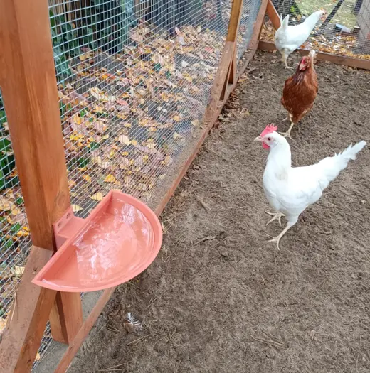 Waterer for chickens