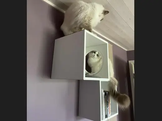 Cat Entrance for Ikea Eket Shelf