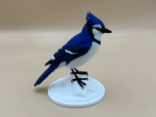 Blue Bandit Blue Jay