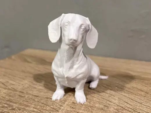 Sitting Dachshund - Sausage Dog - Animal