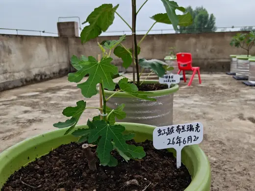 无花果标识标牌植物月季草莓