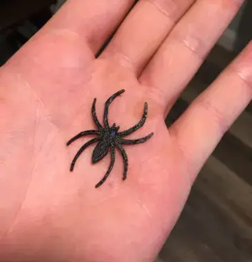 Spider