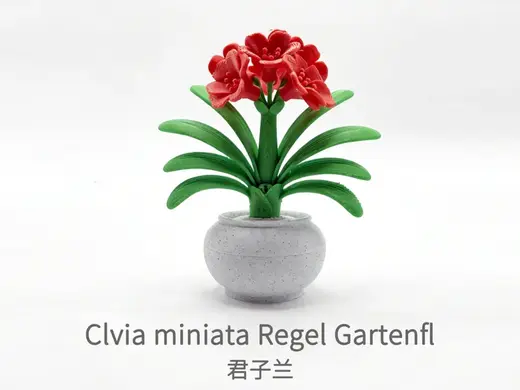 君子兰盆栽-Clvia miniata Regel Gartenfl Bonsai