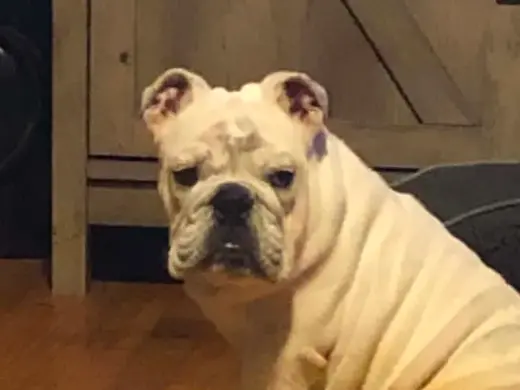 English Bulldog Bust