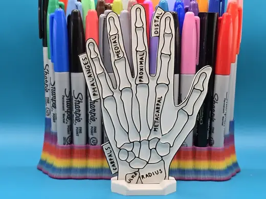 Hand Anatomy Coloring Craft Education