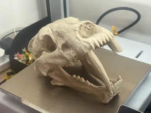 Sabertooth Tiger Skull (Smilodon) – Realistic