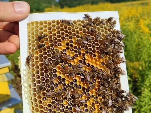 1/4 Greater Poland Frame for Queen Mating Nuc