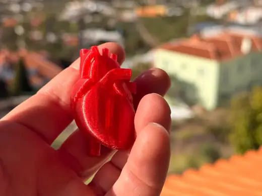 Detailed Anatomical Heart - Pocket Mini Edition