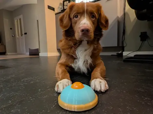 Pet Yogurt Licker