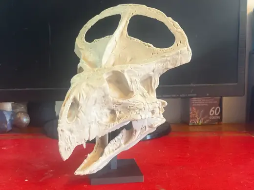 Protoceratops Skull – Ceratopsian Dinosaur Fossil