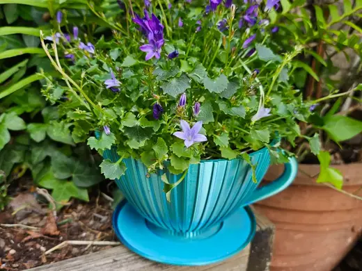 tea cup plant pot