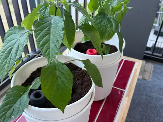 Self watering base for plants