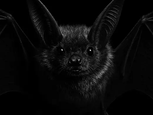 Hueforge Bat