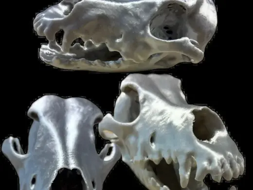 Cráneo mestiza de Galgo TAC - CT Scan