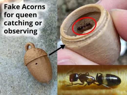 Fake Acorn ant nests for collecting queens