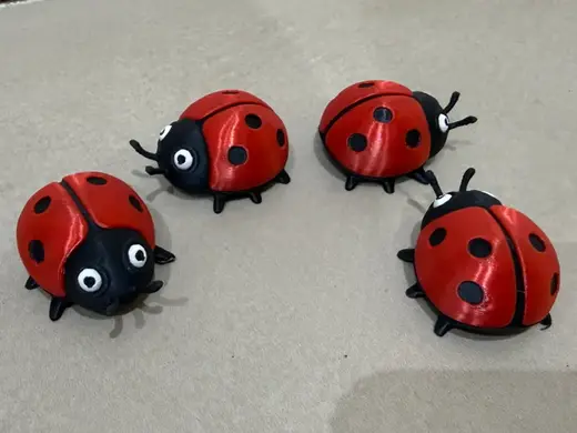 Ladybugs ladybug cocinella