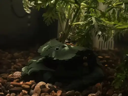 战损扎古水草篮