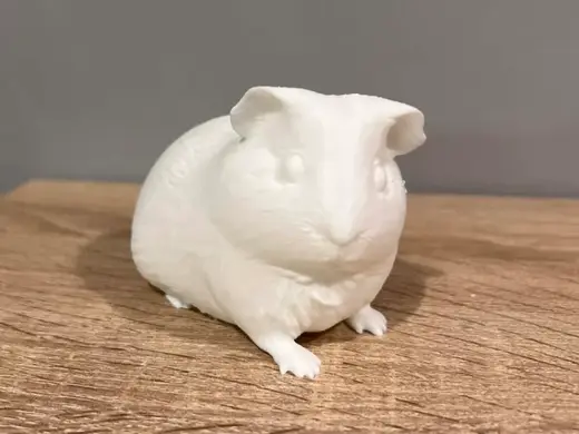 Guinea pig - Animal - Decor