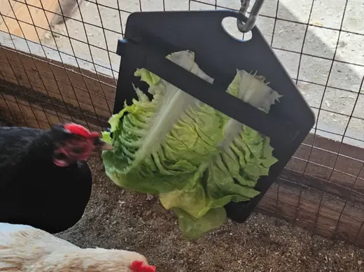 Grünfutterhalter für Teire