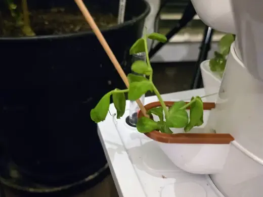 Hydroponic Tower Plant Support / Skewer Clip
