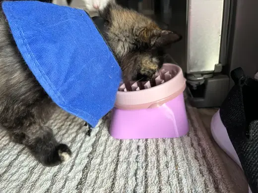 Raised and Angled Stand for Slow Feed Cat Bowl 10°