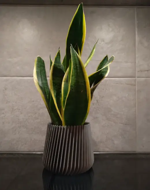 Copri Vaso per Orchidee, piante contenitore