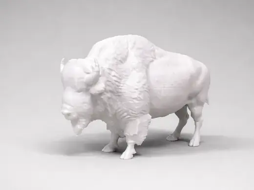 American Bison - Animal