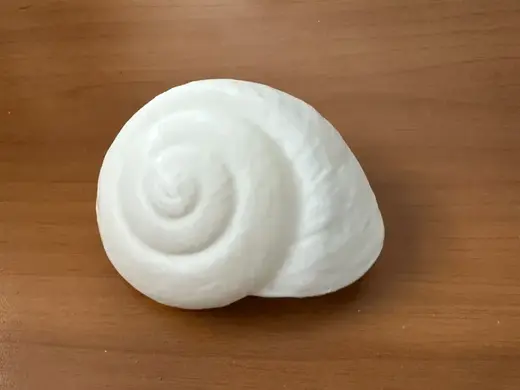 Conchiglia a chiocciola marina
